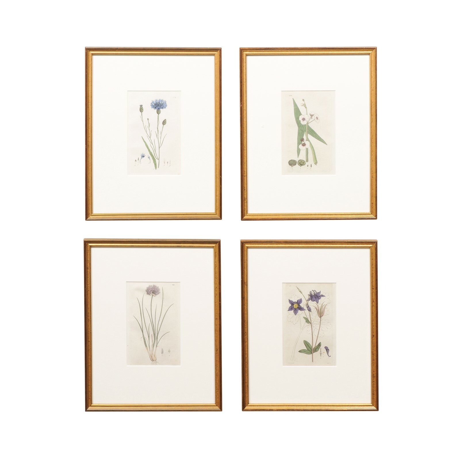 Set of 4 Framed Swedish 18th C. Botanicals