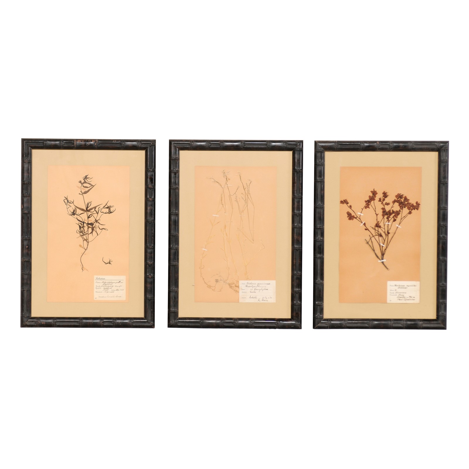 A Set of 3 Framed Swedish Herbariums