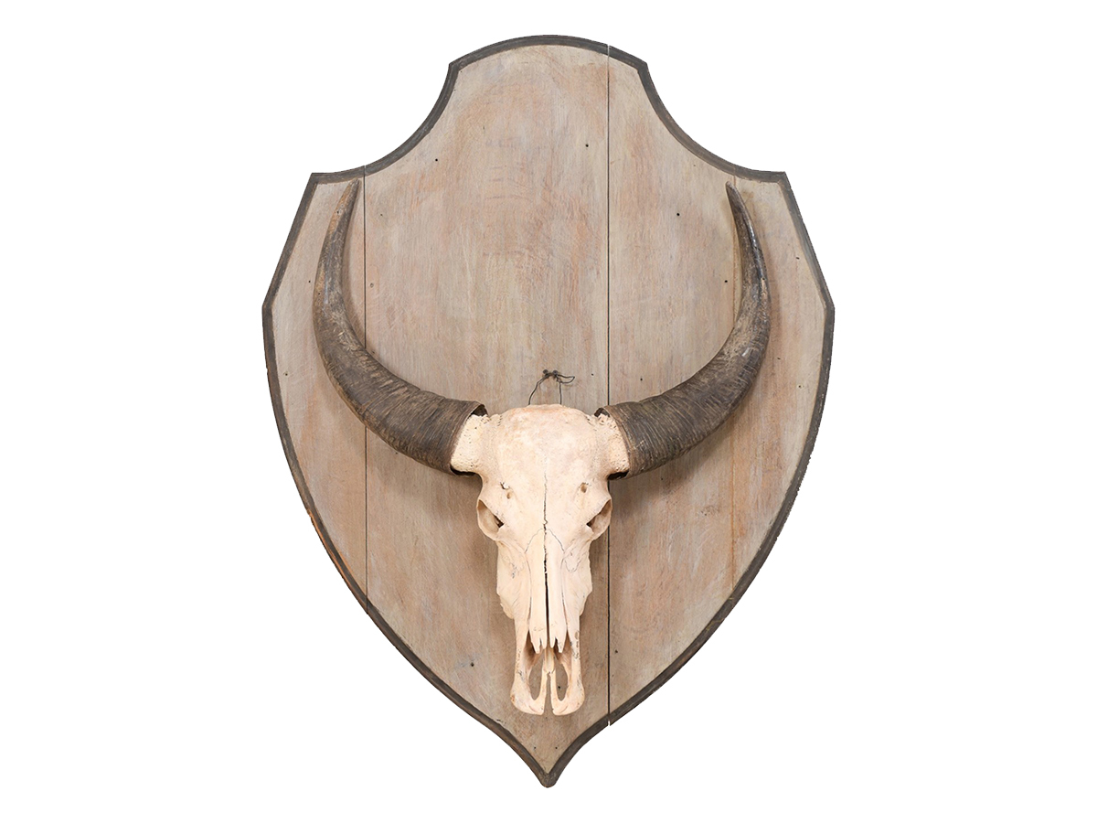 Water Buffalo Skull on Shield Plaque