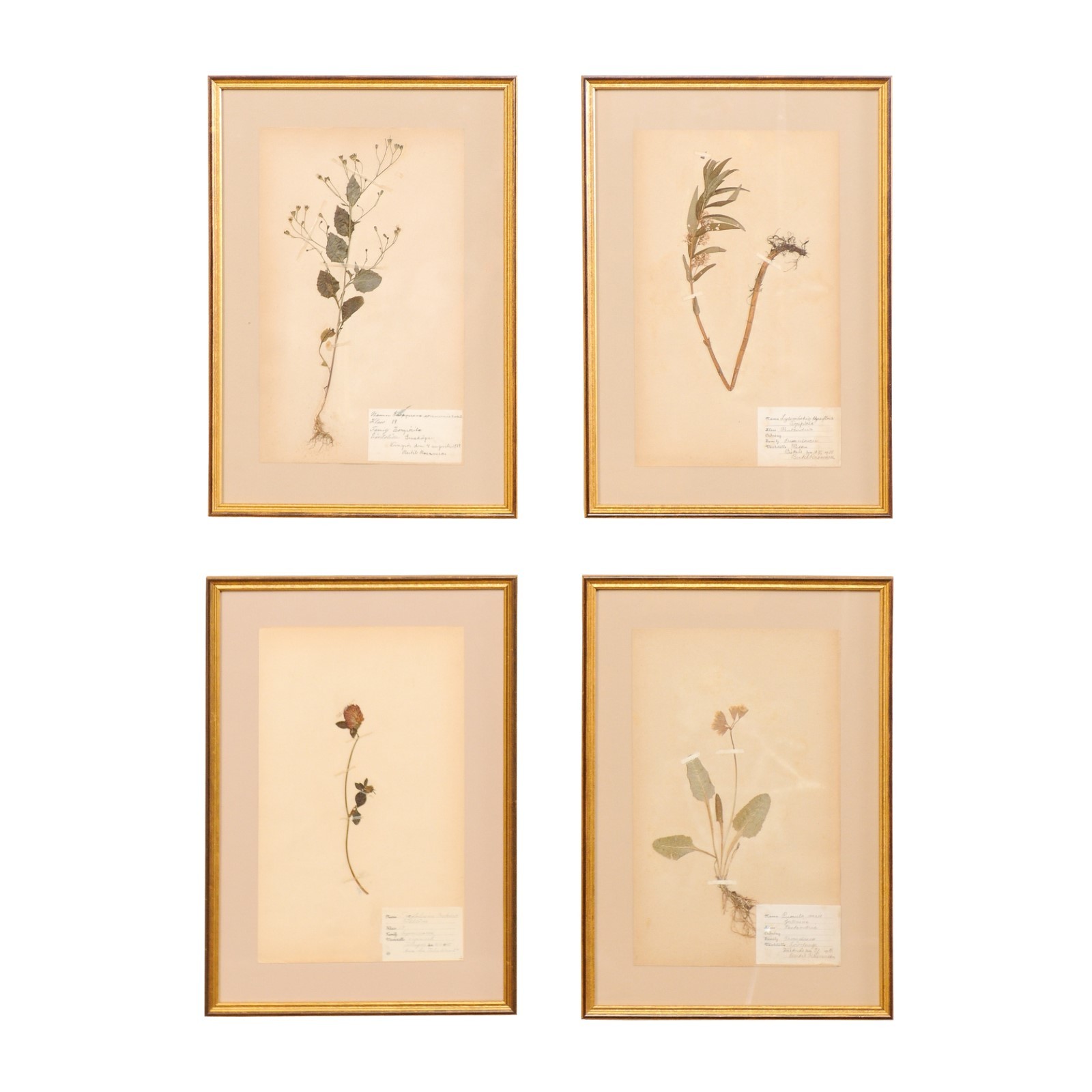 Set of 4 Antique Swedish Herbariums, Framed