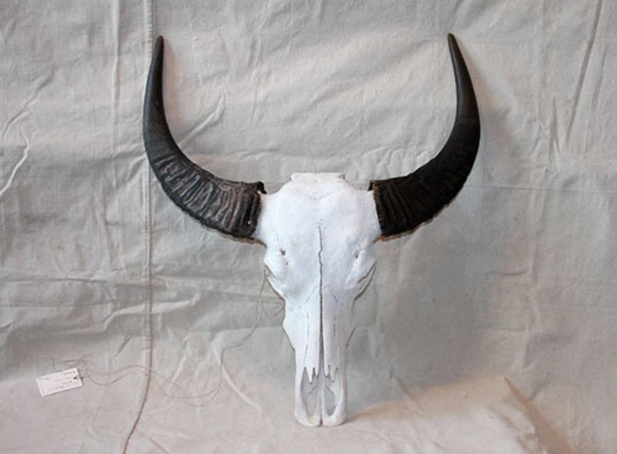 A Water Buffalo Skull, Thailand