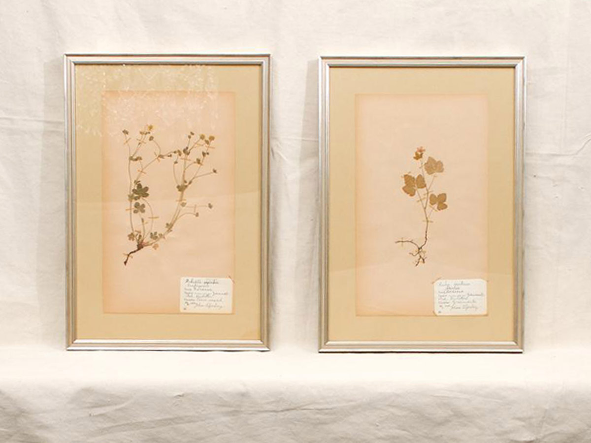 Swedish Silver Framed Herbariums